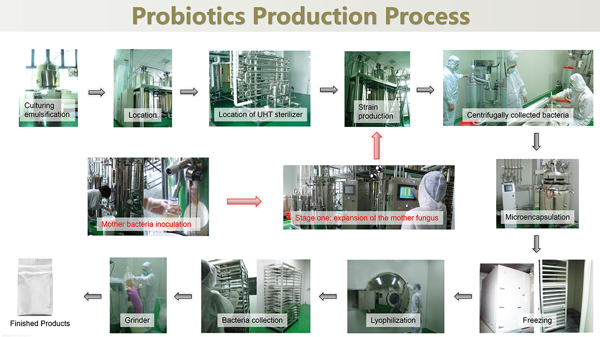 Proses produksi probiotik