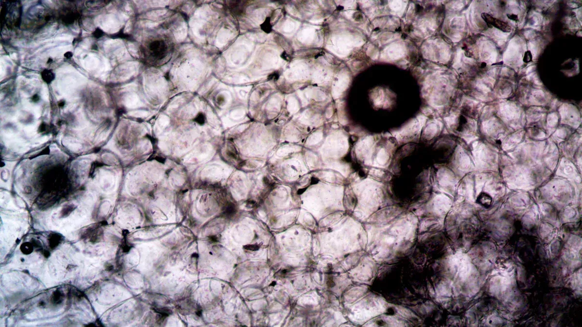 Apa itu pektin dalam Biologi