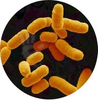 Lactobacillus Rhamnosus