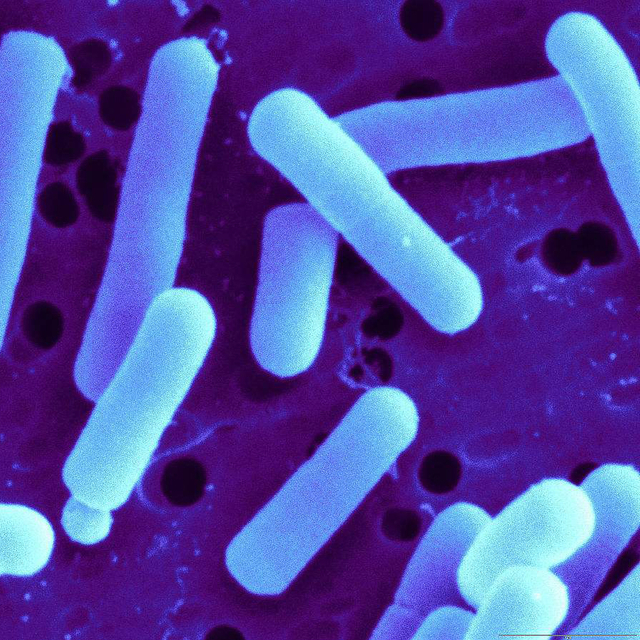 Lactobacillus Casei 