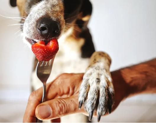 bisakah anjing diberi pektin?