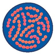 Streptococcus Thermophilus